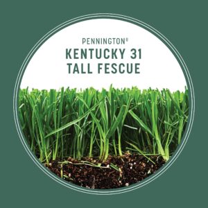 Pennington Kentucky 31 Tall Fescue Penkoted Grass Seed 3 lb, Green