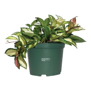 Nature’s Way Farms Hoya Carnosa Variegated Live Plant (7-11In. Tall) in Grower Pot