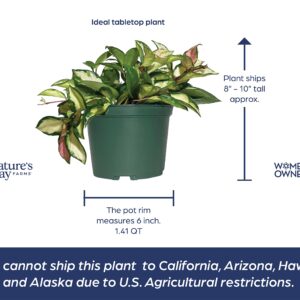 Nature’s Way Farms Hoya Carnosa Variegated Live Plant (7-11In. Tall) in Grower Pot