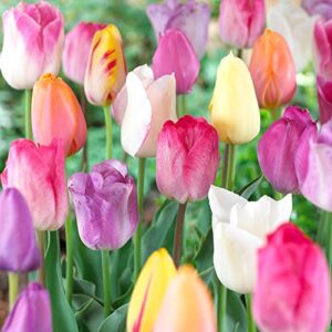 mixed pastel tulips - 30 perennial tulip bulbs, jumbo pack