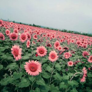 200pcs Pink Sunflower Seeds for Planting, Heirloom and Non-GMO Seeds, Bonsai Plant Office Home Garden Yard Floral Decor Easy to Plant and Grow (Helianthus annuus)