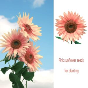 200pcs Pink Sunflower Seeds for Planting, Heirloom and Non-GMO Seeds, Bonsai Plant Office Home Garden Yard Floral Decor Easy to Plant and Grow (Helianthus annuus)