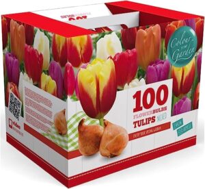 100 darwin tulip mix flower bulb box with easy carry handle - red, yellow, orange and purple colors - easy to grow flowers - plant in gardens, containers & flowerbeds - planting instructions included