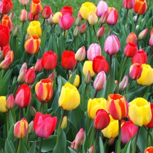 100 Darwin Tulip Mix Flower Bulb Box with Easy Carry Handle - Red, Yellow, Orange and Purple Colors - Easy to Grow Flowers - Plant in Gardens, Containers & Flowerbeds - Planting Instructions Included