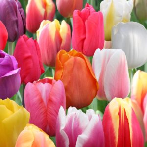 100 Darwin Tulip Mix Flower Bulb Box with Easy Carry Handle - Red, Yellow, Orange and Purple Colors - Easy to Grow Flowers - Plant in Gardens, Containers & Flowerbeds - Planting Instructions Included