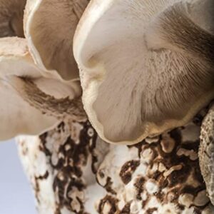 Grow Your Own Organic Mushroom Kit - Shiitake - Indoor Growing Kit by Happy Caps Mushroom Farm