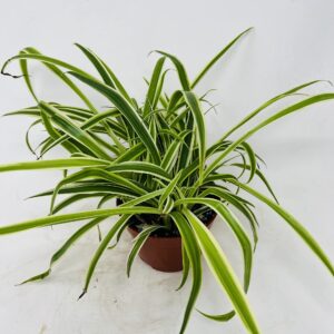 JM BAMBOO Reverse Variegated Spider Plant - Easy to Grow/Cleans The Air - 4in Pot