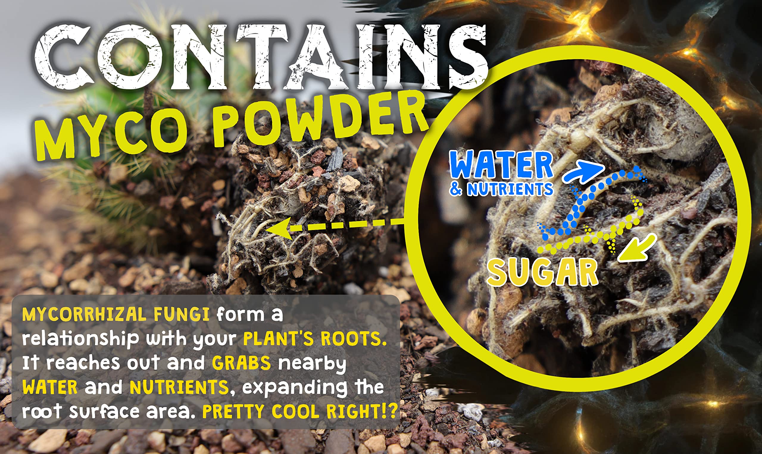 High Drainage Cactus Soil Potting Mix with Mycorrhizal Fungi - 8 Pounds / 4 Quarts of Soil for Succulents and Cactus - Slightly Acidic, Gritty Soil for Healthy Indoor Plants - Spike & Bloom