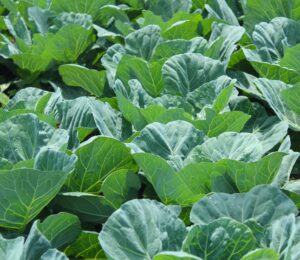 collard green seeds for planting - plant & grow georgia southern collards - full planting instructions to plant a home outdoor vegetable garden - great gardening gift, 1 packet