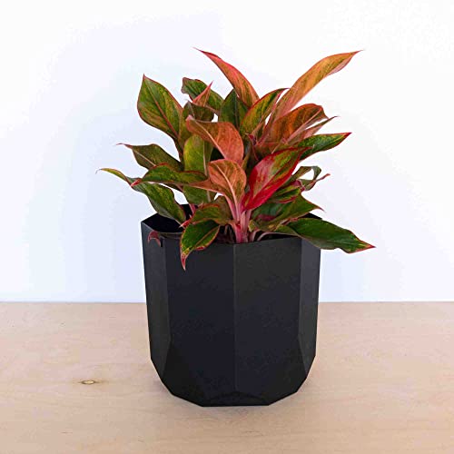 Bloem Tuxton Modern Hexagon Small Planter: 10" - Black - Matte Finish, Durable Resin, Modern Design, Optional Drainage Holes, for Indoor and Outdoor Use, Gardening, 2.7 Gallon Capacity