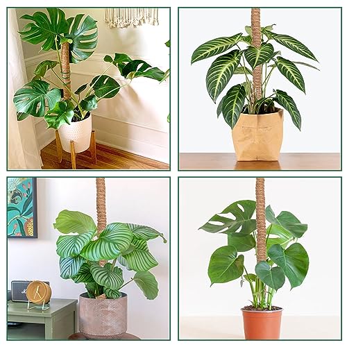 Whonline Moss Pole, 4 PCS 27 Inches Plant Sticks Support, Plant Stakes for Indoor Plants, Monstera, Pothos