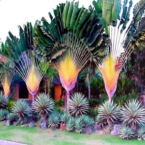 travelers palm tree seeds (ravenala madagascariensis) bird of paradise plant (5 seeds)