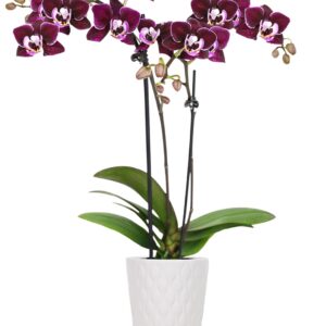 Just Add Ice JA5002 Purple Orchid in White Evi Ceramic Pottery, Live Indoor Plant, Long-Lasting Fresh Flowers, Easy to Grow Gift for Wife, Mom, Friend, Mini Home Décor Planter, 2.5" Diameter, 9" Tall