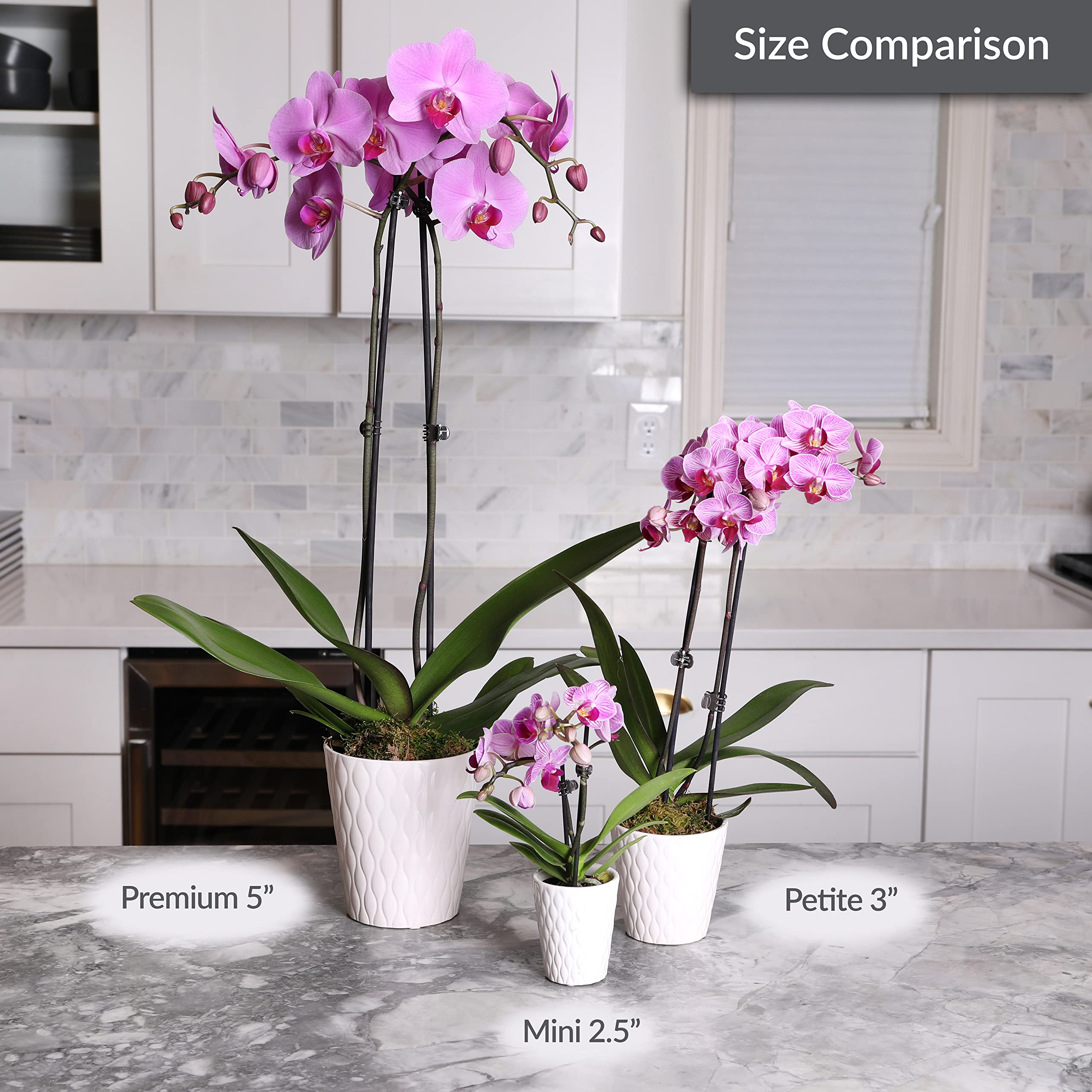 Just Add Ice JA5002 Purple Orchid in White Evi Ceramic Pottery, Live Indoor Plant, Long-Lasting Fresh Flowers, Easy to Grow Gift for Wife, Mom, Friend, Mini Home Décor Planter, 2.5" Diameter, 9" Tall