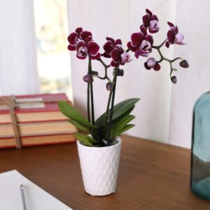 Just Add Ice JA5002 Purple Orchid in White Evi Ceramic Pottery, Live Indoor Plant, Long-Lasting Fresh Flowers, Easy to Grow Gift for Wife, Mom, Friend, Mini Home Décor Planter, 2.5" Diameter, 9" Tall