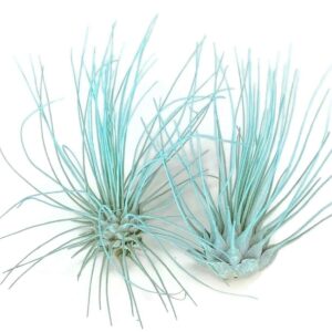 thin air plant, guatemala tillandsia live airplant, healthy arrival guaranteed, great indoor plant, home decor & gift (jade)