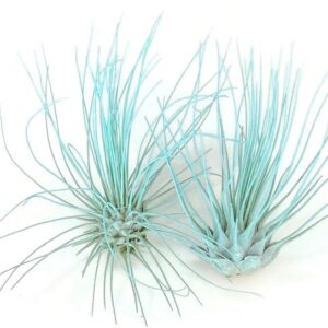 Thin Air Plant, Guatemala Tillandsia Live Airplant, Healthy Arrival Guaranteed, Great Indoor Plant, Home Decor & Gift (Jade)
