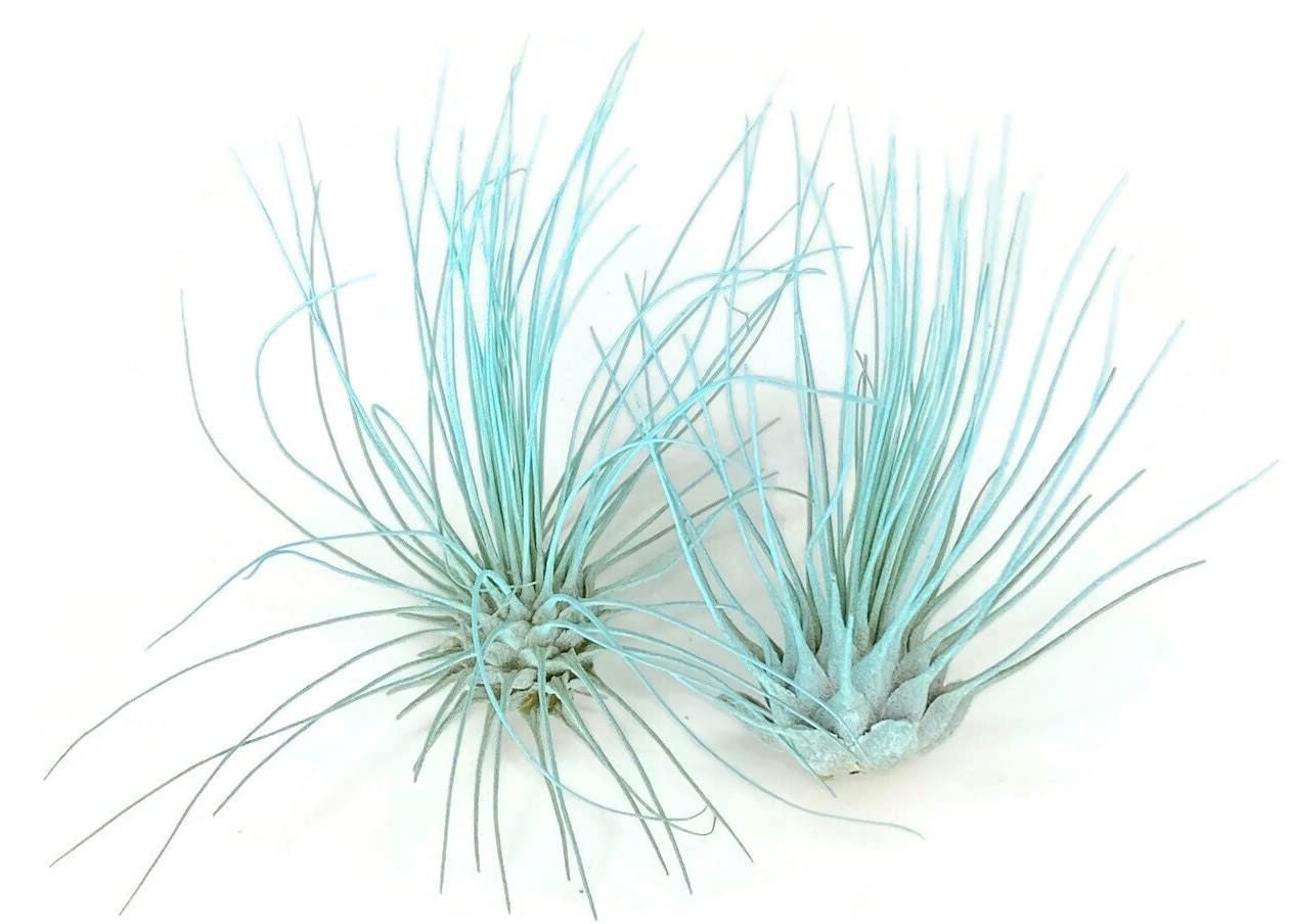 Thin Air Plant, Guatemala Tillandsia Live Airplant, Healthy Arrival Guaranteed, Great Indoor Plant, Home Decor & Gift (Jade)