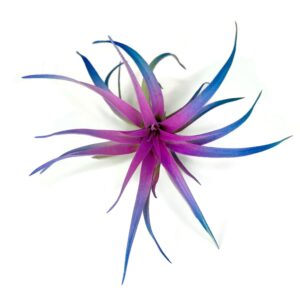 Colored Capitata Air Plant, Tillandsia Air Plant, Airplant, Air Purification, House Plant, Home Decor & Gift, Live Plant (Rainbow)