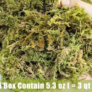 O-FarFarm Dried Forest Moss for Plants 5.3oz / 3qt, Green Orchid Sphagnum Moss, Long Fibered Dried Moss for Succulents Garden Flowers Pot and Reptiles