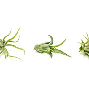 Air Plant Low Light House Plants Box (3PK) Tillandsia Air Plants Live Houseplants Live Indoor Plants Live Succulents Plants Live Terrarium Plants Live, Air Plant Holder Airplant Kit by Plants for Pets