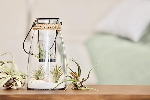 Air Plant Low Light House Plants Box (3PK) Tillandsia Air Plants Live Houseplants Live Indoor Plants Live Succulents Plants Live Terrarium Plants Live, Air Plant Holder Airplant Kit by Plants for Pets