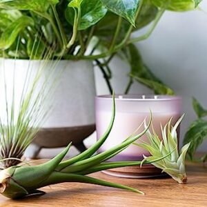 Air Plant Low Light House Plants Box (3PK) Tillandsia Air Plants Live Houseplants Live Indoor Plants Live Succulents Plants Live Terrarium Plants Live, Air Plant Holder Airplant Kit by Plants for Pets