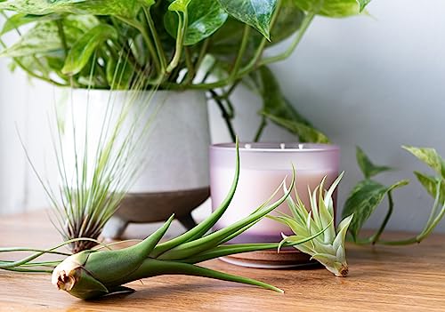 Air Plant Low Light House Plants Box (3PK) Tillandsia Air Plants Live Houseplants Live Indoor Plants Live Succulents Plants Live Terrarium Plants Live, Air Plant Holder Airplant Kit by Plants for Pets