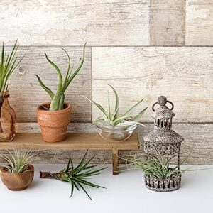 Air Plant Low Light House Plants Box (3PK) Tillandsia Air Plants Live Houseplants Live Indoor Plants Live Succulents Plants Live Terrarium Plants Live, Air Plant Holder Airplant Kit by Plants for Pets