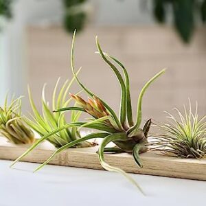 Air Plant Low Light House Plants Box (3PK) Tillandsia Air Plants Live Houseplants Live Indoor Plants Live Succulents Plants Live Terrarium Plants Live, Air Plant Holder Airplant Kit by Plants for Pets