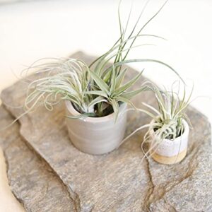 Air Plant Low Light House Plants Box (3PK) Tillandsia Air Plants Live Houseplants Live Indoor Plants Live Succulents Plants Live Terrarium Plants Live, Air Plant Holder Airplant Kit by Plants for Pets