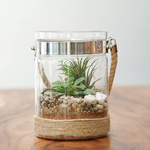 Air Plant Low Light House Plants Box (3PK) Tillandsia Air Plants Live Houseplants Live Indoor Plants Live Succulents Plants Live Terrarium Plants Live, Air Plant Holder Airplant Kit by Plants for Pets