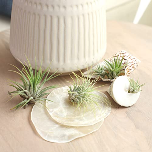 Air Plant Low Light House Plants Box (3PK) Tillandsia Air Plants Live Houseplants Live Indoor Plants Live Succulents Plants Live Terrarium Plants Live, Air Plant Holder Airplant Kit by Plants for Pets