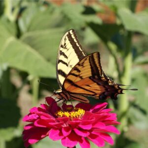 Zinnia Seeds for Planting Outdoors - ~1,500 California Giant Mix Zinnia Seeds - Beautiful 4' Tall Wildflower Blossoms - Zinnia elegans Pollinator Seed Mix - Bright, Cheerful Annual Flower Seed Packets