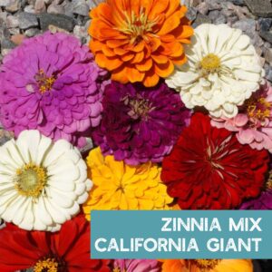 Zinnia Seeds for Planting Outdoors - ~1,500 California Giant Mix Zinnia Seeds - Beautiful 4' Tall Wildflower Blossoms - Zinnia elegans Pollinator Seed Mix - Bright, Cheerful Annual Flower Seed Packets