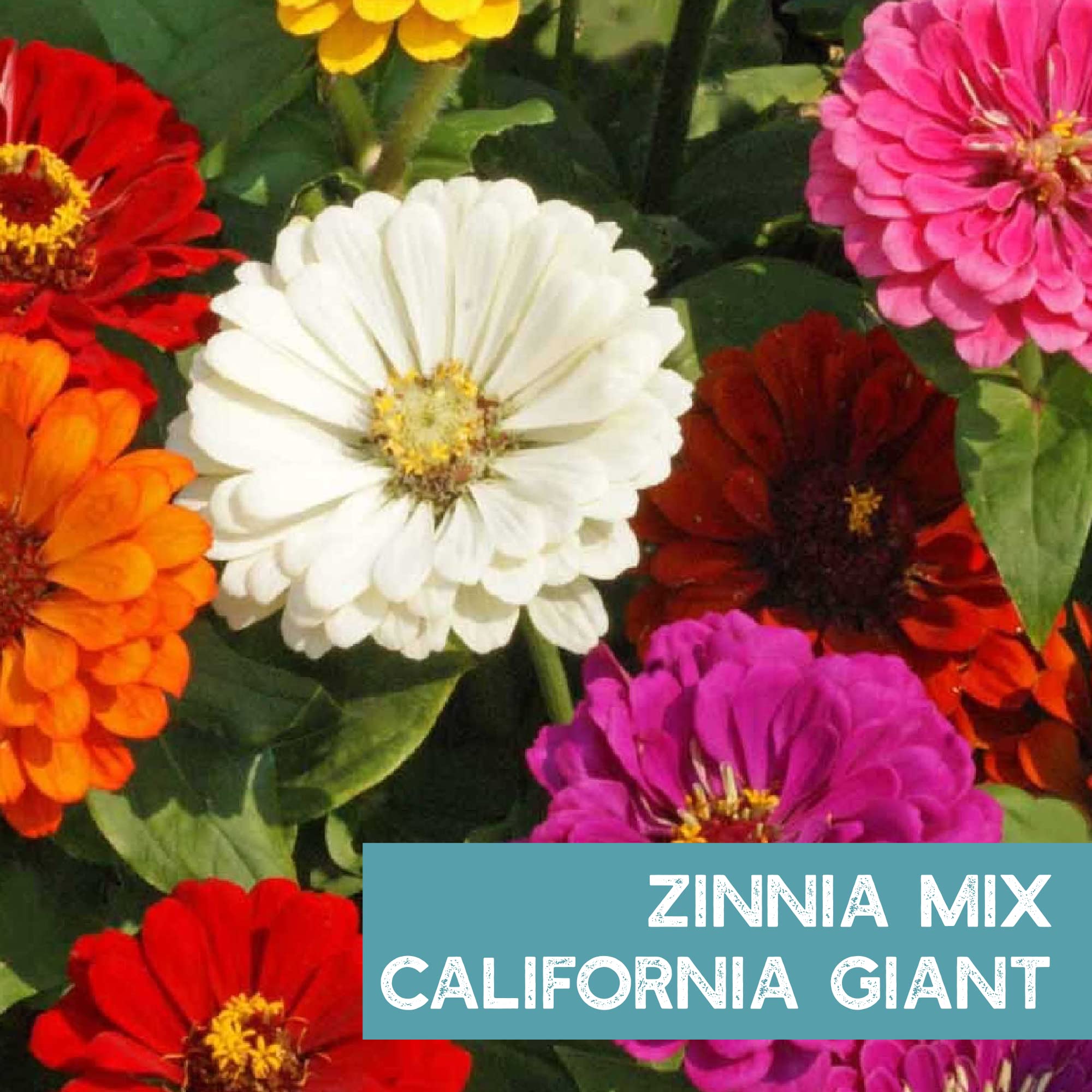 Zinnia Seeds for Planting Outdoors - ~1,500 California Giant Mix Zinnia Seeds - Beautiful 4' Tall Wildflower Blossoms - Zinnia elegans Pollinator Seed Mix - Bright, Cheerful Annual Flower Seed Packets