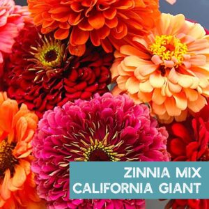 Zinnia Seeds for Planting Outdoors - ~1,500 California Giant Mix Zinnia Seeds - Beautiful 4' Tall Wildflower Blossoms - Zinnia elegans Pollinator Seed Mix - Bright, Cheerful Annual Flower Seed Packets