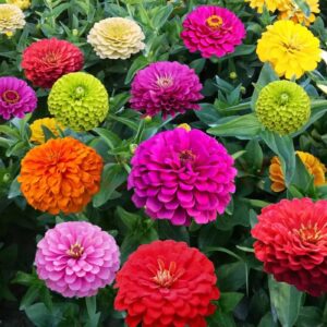 1000+ crazy blend zinnia seeds for planting zinnia elegans heirloom open pollinated & untreated mixed color zinnia flowers