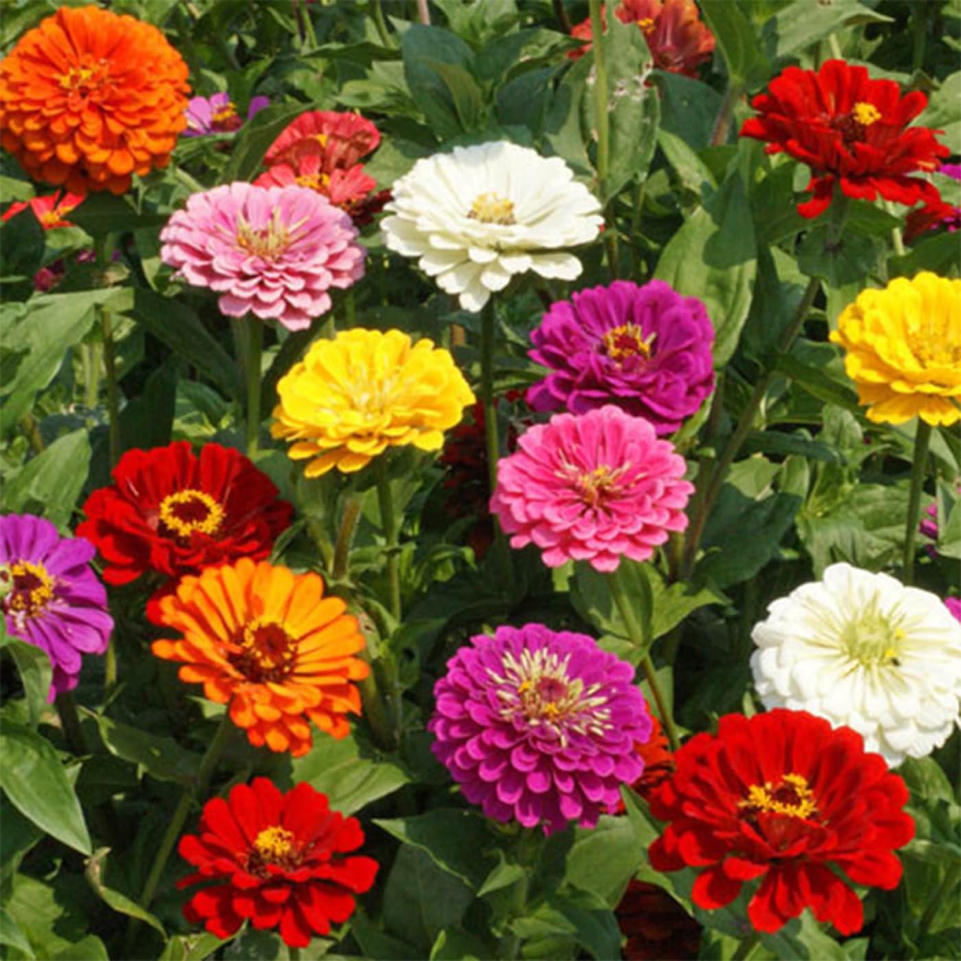 1000+ Crazy Blend Zinnia Seeds for Planting Zinnia Elegans Heirloom Open Pollinated & Untreated Mixed Color Zinnia Flowers