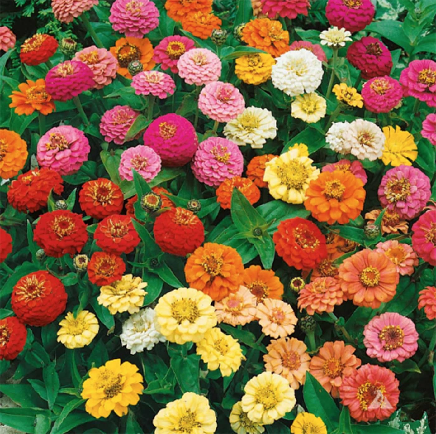 1000+ Crazy Blend Zinnia Seeds for Planting Zinnia Elegans Heirloom Open Pollinated & Untreated Mixed Color Zinnia Flowers