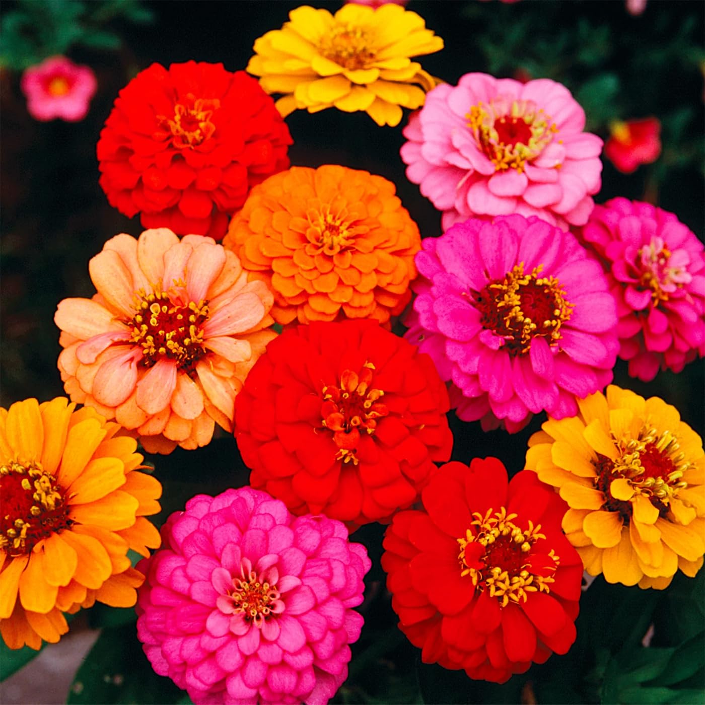 1000+ Crazy Blend Zinnia Seeds for Planting Zinnia Elegans Heirloom Open Pollinated & Untreated Mixed Color Zinnia Flowers