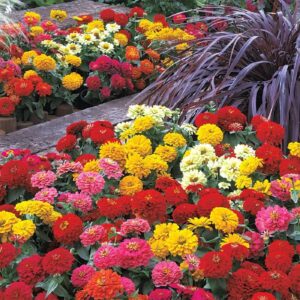 1000+ Crazy Blend Zinnia Seeds for Planting Zinnia Elegans Heirloom Open Pollinated & Untreated Mixed Color Zinnia Flowers