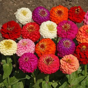 1000+ Crazy Blend Zinnia Seeds for Planting Zinnia Elegans Heirloom Open Pollinated & Untreated Mixed Color Zinnia Flowers