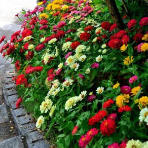 1000+ Crazy Blend Zinnia Seeds for Planting Zinnia Elegans Heirloom Open Pollinated & Untreated Mixed Color Zinnia Flowers