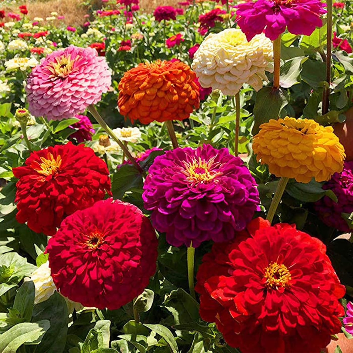 1000+ Crazy Blend Zinnia Seeds for Planting Zinnia Elegans Heirloom Open Pollinated & Untreated Mixed Color Zinnia Flowers