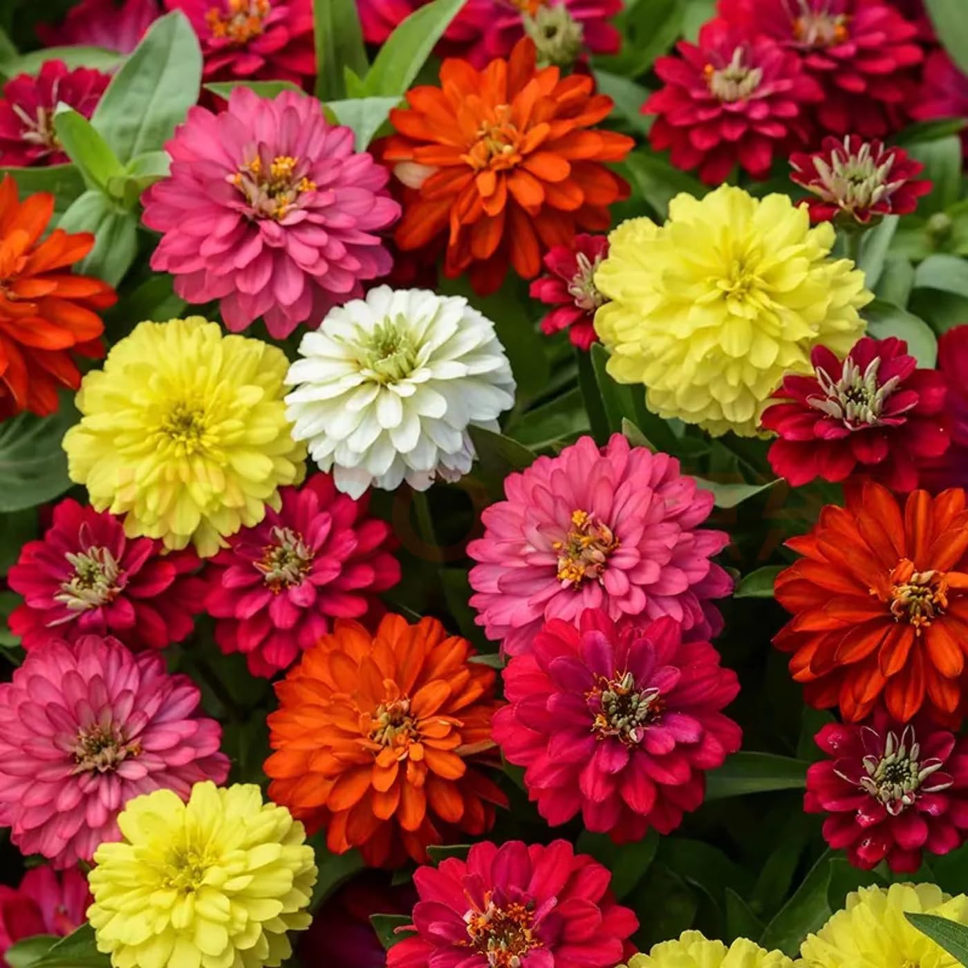 1000+ Crazy Blend Zinnia Seeds for Planting Zinnia Elegans Heirloom Open Pollinated & Untreated Mixed Color Zinnia Flowers