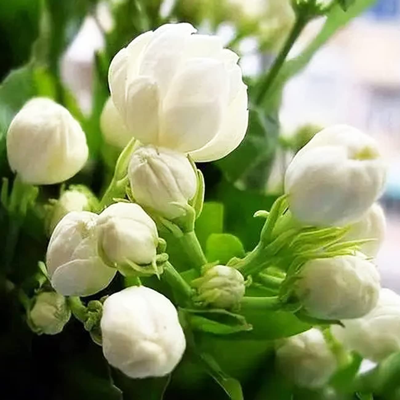 100+ Climbing Jasmine Flower Seeds Fragrant Plant for Planting Garden Home Four Seasons Evergreen Silver Jasmine Garden Balcony Climbing Flower Non-GMO