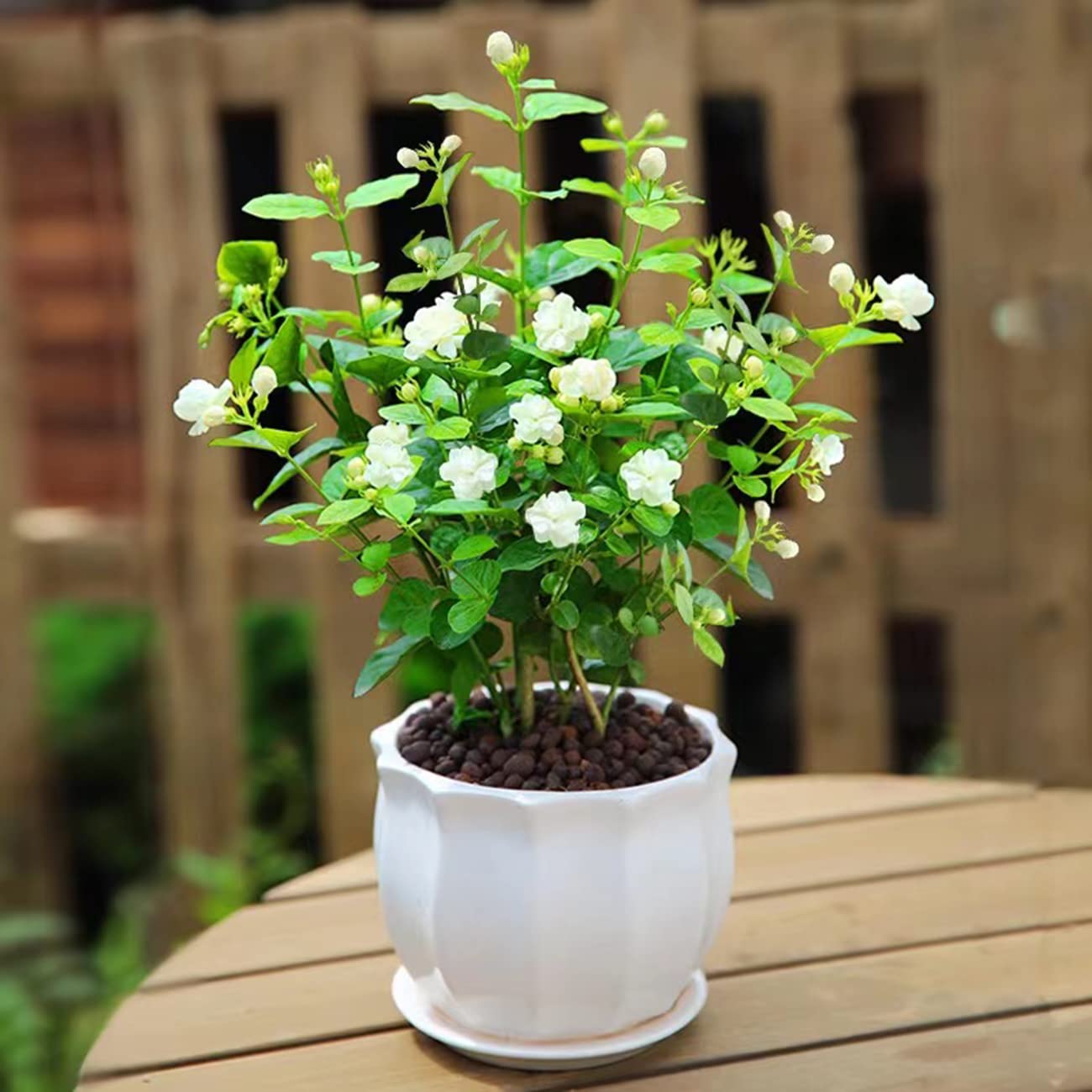 100+ Climbing Jasmine Flower Seeds Fragrant Plant for Planting Garden Home Four Seasons Evergreen Silver Jasmine Garden Balcony Climbing Flower Non-GMO