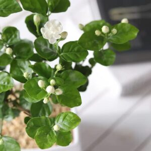 100+ Climbing Jasmine Flower Seeds Fragrant Plant for Planting Garden Home Four Seasons Evergreen Silver Jasmine Garden Balcony Climbing Flower Non-GMO