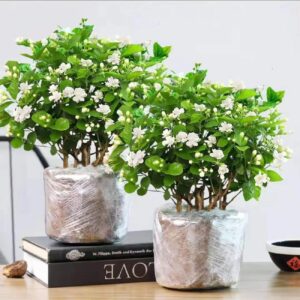 100+ Climbing Jasmine Flower Seeds Fragrant Plant for Planting Garden Home Four Seasons Evergreen Silver Jasmine Garden Balcony Climbing Flower Non-GMO